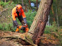 Best Tree Trimming and Pruning  in Richmond, VA
