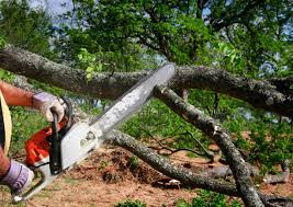 Richmond, VA Tree Services Company