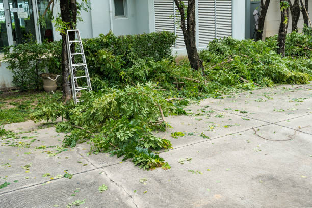 How Our Tree Care Process Works  in  Richmond, VA