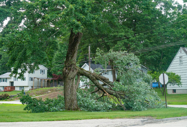 Leaf Removal in Richmond, VA