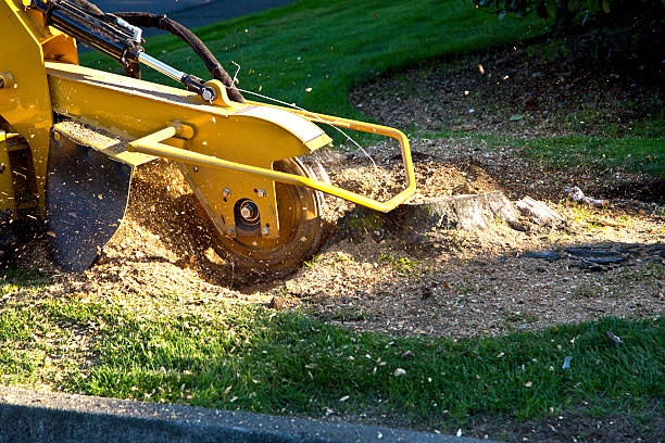 Best Pest Control for Lawns  in Richmond, VA