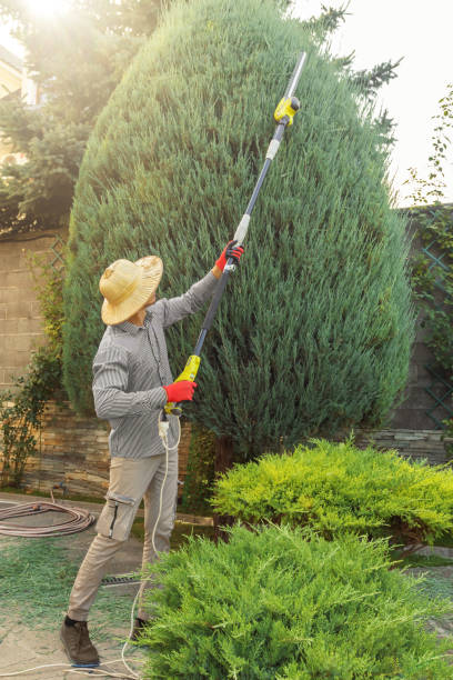 Best Stump Grinding and Removal  in Richmond, VA